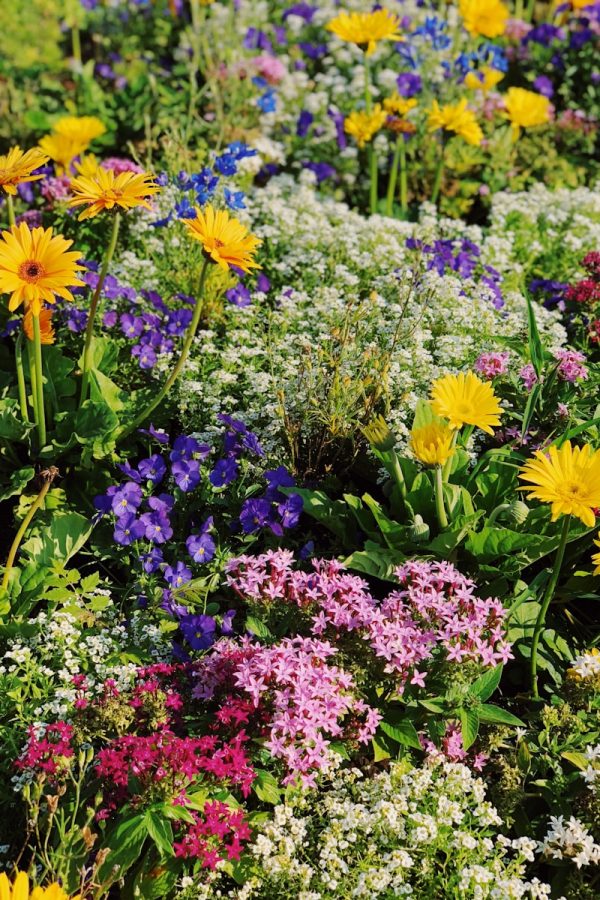 flowers field